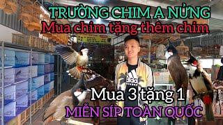 Trường chim A NỬNG lớn nhất lạng Sơn mua 3 chào mào tặng 1 con miễn síp toàn quốc