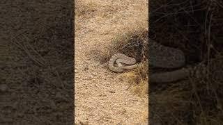 Arizona Diamondback Rattlesnake While Hiking #hiking #nature #rattlesnake #arizonahiking