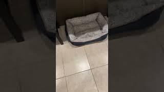 Funny Scottish Terrier dog Georgie G. picks our furniture for her bed