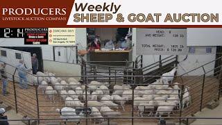 1/14/2025 - Producers Livestock Auction Company Sheep & Goat Auction