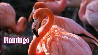 These Flamingos Have Sweet Dance Moves | Wild Argentina