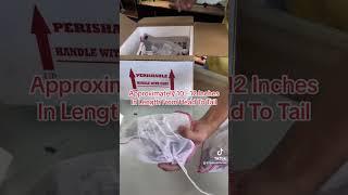 Unboxing Frilled Dragon Babies! #frilleddragons #chlamydosauruskingii #reptileunboxing