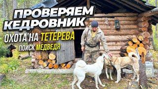 Проверяем кедровник. Охота на тетерева. Поиск медведя.