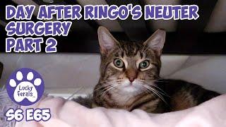 The Day After Ringo's Neuter Surgery Part 2 | S6 E65 | Lucky Ferals Cat Vlog