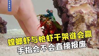 手指被螳螂虾打一拳，会不会直接报废呢？【科普任意门】