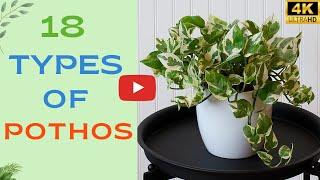 18 Pothos Varities With Names | Stunning Pothos Species You Need to Know | Indoor Pothos Plants