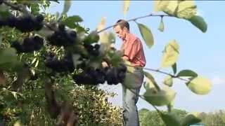 Aronia als Radikalenkiller