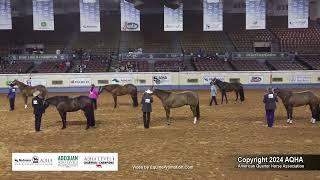 Performance Halter Geldings - 2024 AQHA World Championship Show