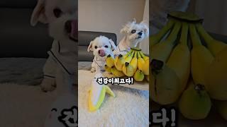바나나 그냥 먹으면 클나요!!  #건강정보 #하루또이틀 #건강이최고다 #건강상식 #바나나 #cute #funny #dogshorts