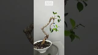 Check Your Wires | Literati Tiger Bark Ficus | Ficus Microcarpa | 1Min or Less