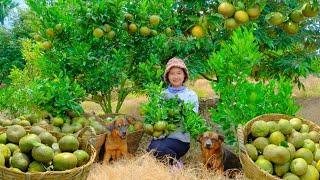 Harvesting Oranges Goes To Market Sell - Digging Soil to Plant Vegetables, Cooking | Tieu Lien