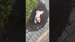 Жизнь с собакой