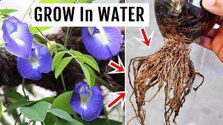 TRICKS to Grow APARAJITA in WATER [No SOIL Needed]