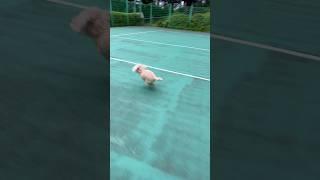 마음껏 뛰어라 달리기 1등 #강아지 #강아지브이로그 #토이푸들 #poodle #반려견 #강아지일상 #산책