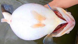 The CRAZIEST LARGEMOUTH BASS I've EVER SEEN!! (STRANGE)