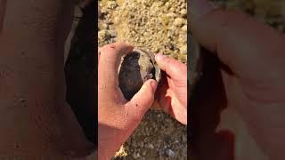 We found a Jurassic Age limestone rock and opened it, in the search for more fossils! 