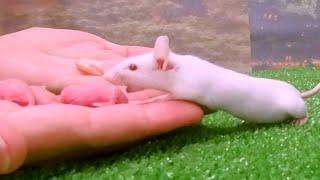 What will the white mouse choose baby mice or shrimp?