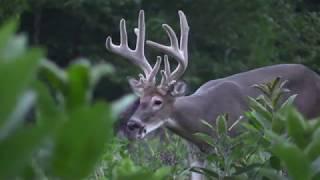 Stages of Whitetail Deer Buck antler growth April through July