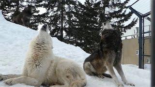 遠吠えウォォォォン！シンリンオオカミの群れ【旭山動物園】