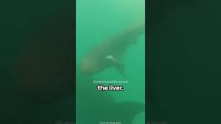 Orca vs. Great White | A Mismatch at Sea
