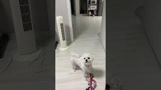 沒有給騙到 #比熊 #寵物狗狗精選 #寵物日記 #petstory #pets #puppy