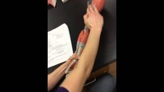 Muscles of the Arm- Charba/Lynn