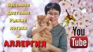 Природные средства от аллергии.  Сибирское здоровье