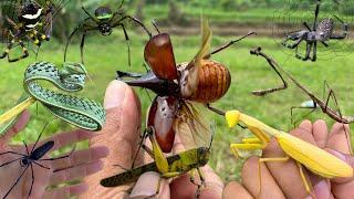 bug hunter adventure