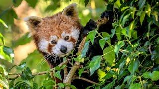 Red Panda Chows Down on Bamboo Before Meeting Future Wife in British Zoo