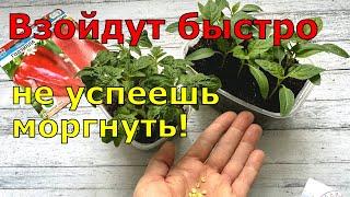 Сею ТОМАТЫ и ПЕРЦЫ вот ТАК и РАССАДА всегда КРЕПКАЯ