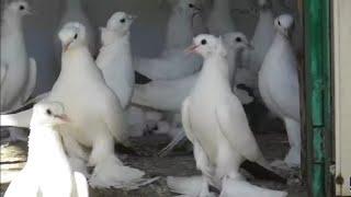 Северокавказкие голуби Хамидулин Николая в Астрахани!