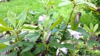 Cicada-Covered Rhododendron - Brood II Cicadas in NJ - HD