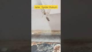 SPIDER # Jailer hukum