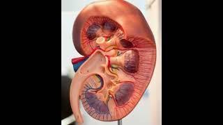 kidney model nephron kidney blood supply \Dr Muhammad Ameer Hamza