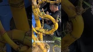 Hương tre bonsai