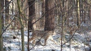 Beautiful moments with Lynx (2) - Exploring
