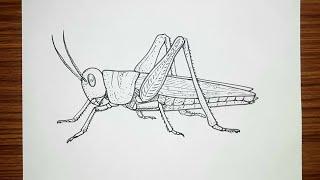 How to draw Grasshopper step by step | Grasshopper drawing easy |