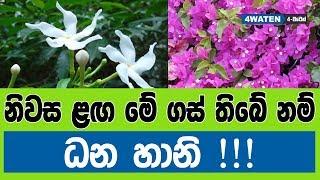 නිවස ළඟ මේ ගස් තිබේ නම් ධන හානි : 7 Gardening Tips 2019 (NEW)