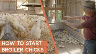 How to start broiler chicks: Free Masterclass Session | Joel Salatin's Farm Like a Lunatic