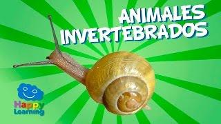 Animales Invertebrados | Videos Educativos para Niños