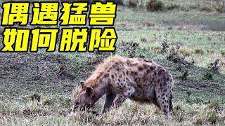 非洲之旅精彩cut：被狮子与鬣狗围攻，看他如何惊险脱险！【姜野环球之旅 】