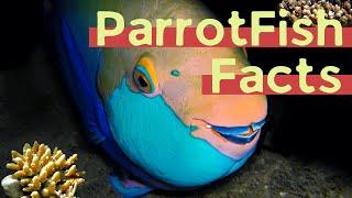 11 (New) Parrot Fish Facts You Didn't Know [Must Check #5]