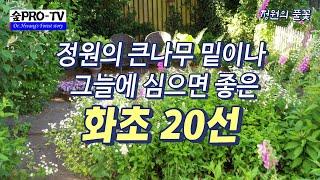 정원의 큰 나무 밑이나 그늘에 심으면 좋은 화초 20선, 숲프로 TV