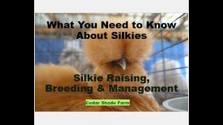 Raising & Breeding Silkies | What You Need to Know