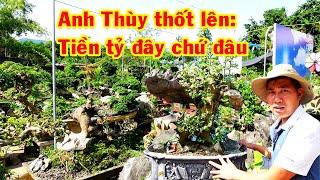 Từ vài trăm nghìn tới những cây đẳng cấp, vườn rất đa dạng, duối, sanh, si, du, tiểu cảnh giá rẻ