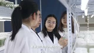 《人物·故事》 20230511 为缓解飞絮难题而努力·刘勇|CCTV科教