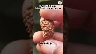 13 Mukhi Rudraksha #rudraksha #rudrakshabeads #astro #om #shiv #rudra #rudraksha #jewellery #viral