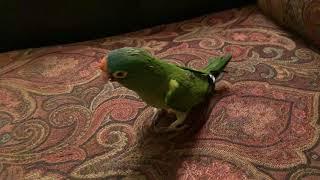 Half-Moon Conure “Coco” - Can Talk