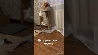 Да здравствует король. Домашняя версия.