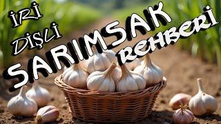 Sarımsak Nasıl Ekilir? | Evde ve Bahçede İRİ DİŞLİ Sarımsak Yetiştirme Rehberi